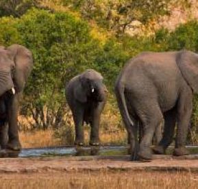 ЮЖНА АФРИКА с Национален парк Крюгер –ЗИМБАБВЕ с водопада Виктория – БОТСВАНА с Национален парк Чобе! Рев на диви животни и грохот на водопади!  БЕЗ ВИЗИ ЗА ЮАР!